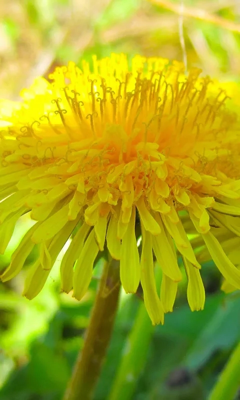 菊花开出多种颜色有什么方法,菊花怎样才能开得又大又漂亮