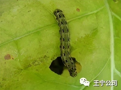 玉米上的虫害打什么药,玉米虫害防治口诀谚语