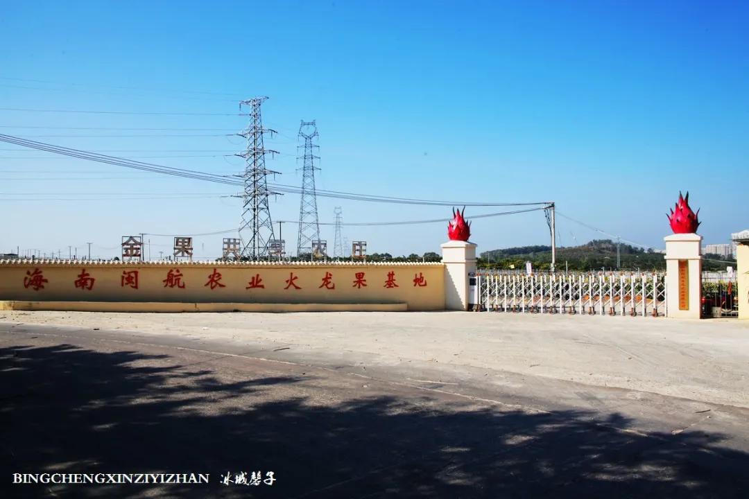 附近的火龙果采摘园海南,海南火龙果采摘