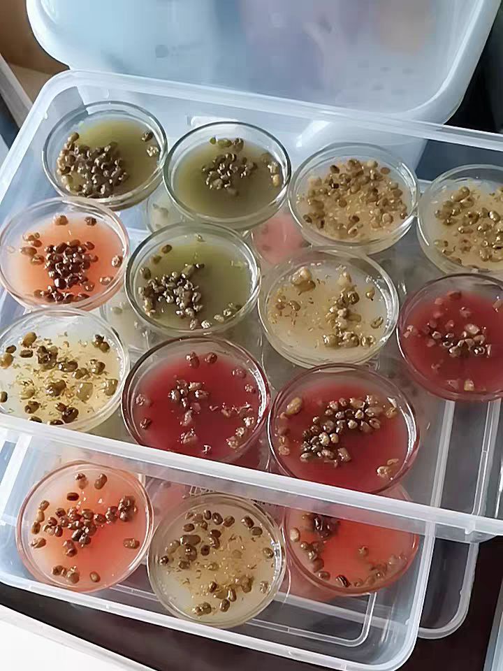 适合小白学习的摆摊小吃,受大学生追捧的暴利小吃摆摊