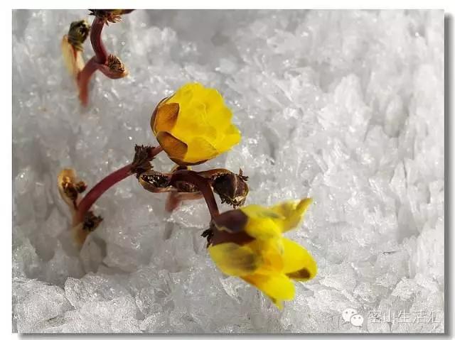 东北的冰凌花视频,东北的冰凌花有什么功效