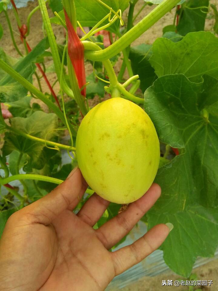 西甜瓜炭疽病和细菌性果斑病区别,甜瓜的果斑病能治愈吗