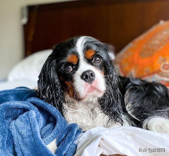 不喂狗会复位吗,不喂狗的下场