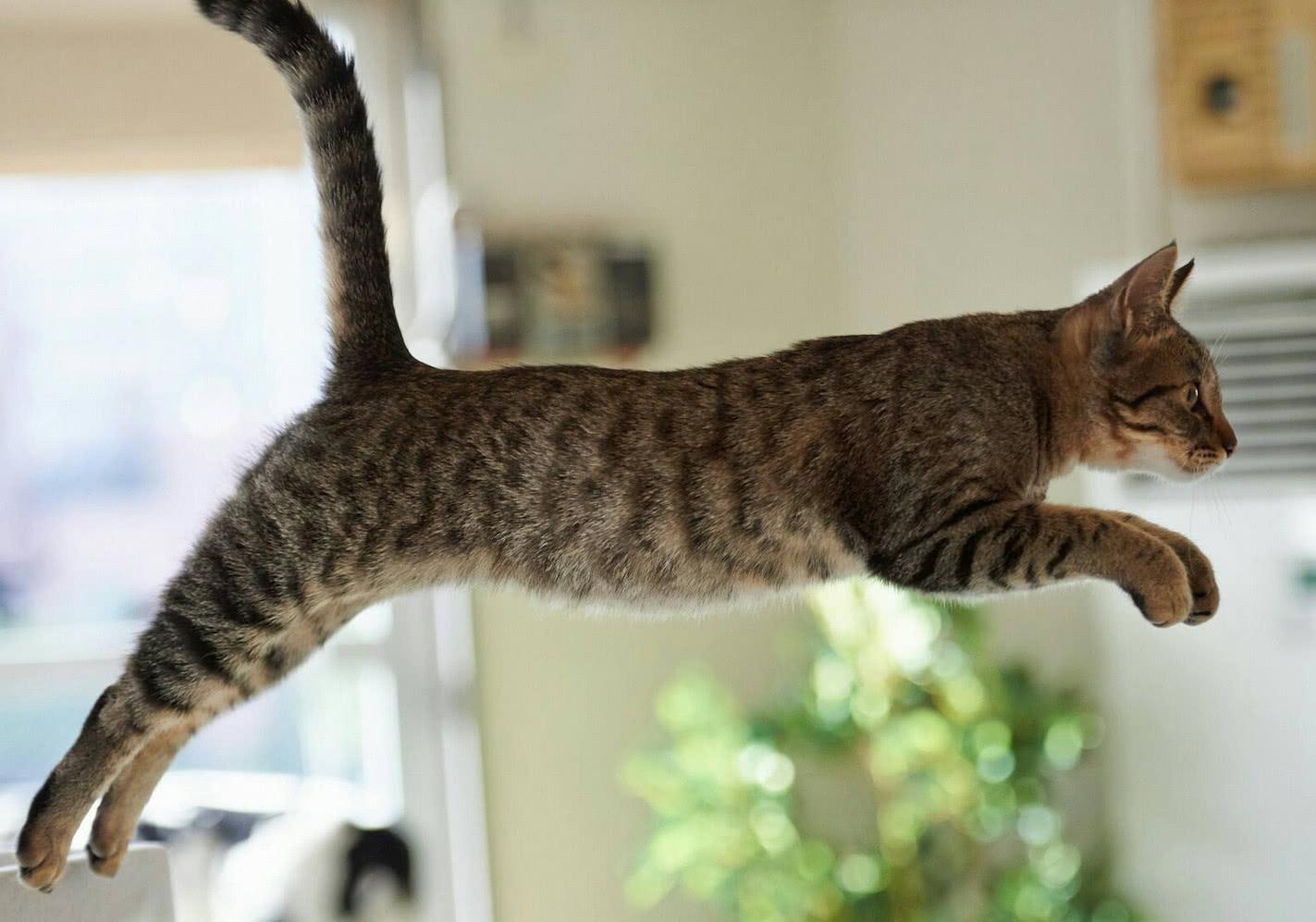 猫咪界中谁的战斗力最强,猫界禁养五虎将