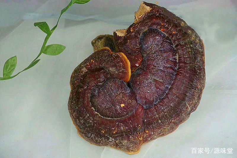 灵芝是药食两用的品种吗,菌类野生灵芝功效