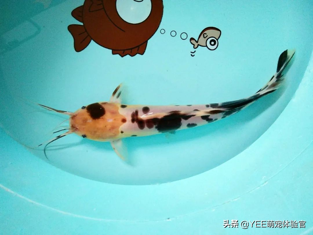 小丑武士鱼养的时候要注意什么,观赏鱼小丑武士什么状态比较正常