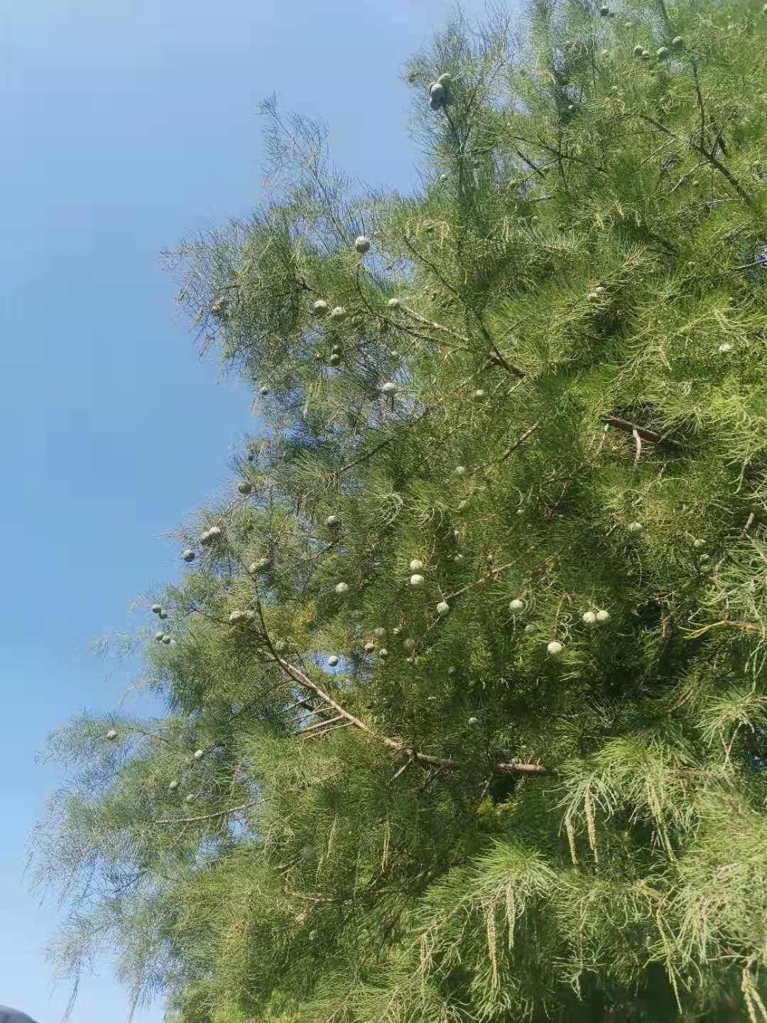 青岛城阳世纪公园,青岛世纪公园在哪