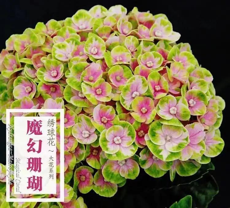 春季绣球叶子发皱怎么回事,夏季绣球老叶子都干枯怎么处理