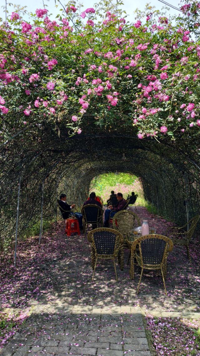 成都周边适合秋天看花的地方,成都周边看花攻略国庆节