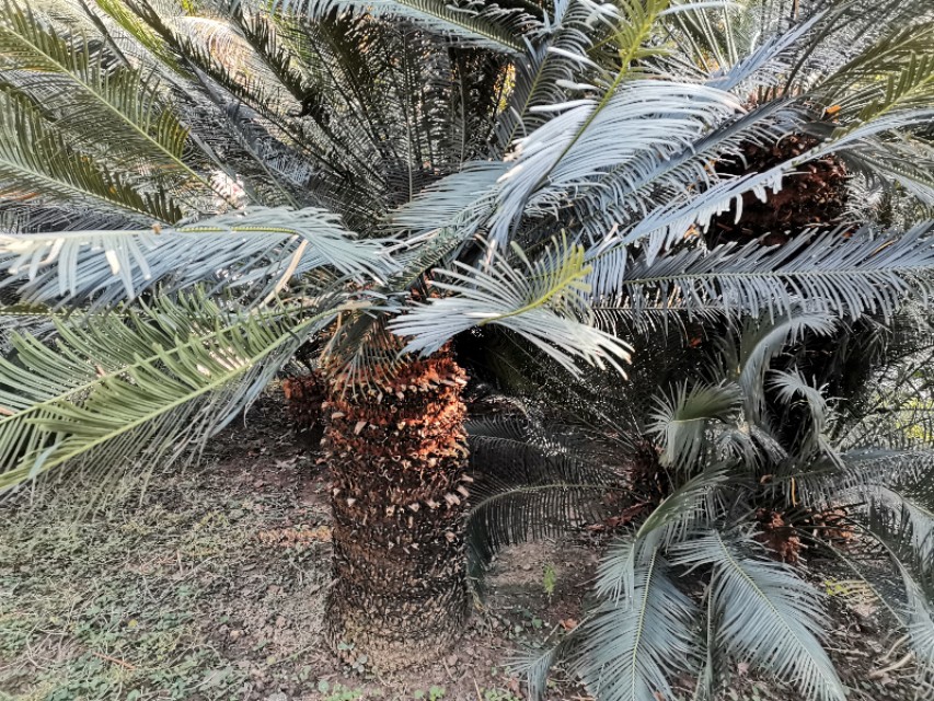 苏铁是藻类的植物吗,植物宝贝苏铁的视频