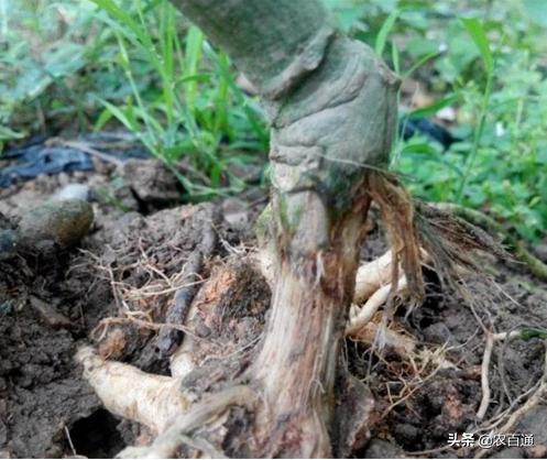 百香果茎基腐烂防治方法,百香果茎基腐病防治