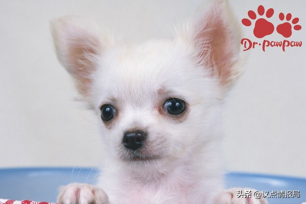 狗狗低血糖的症状或表现,狗狗低血糖会有后遗症吗