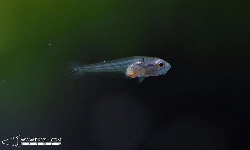 中国斗鱼繁殖直播教程视频,繁殖中国斗鱼要多大的鱼缸