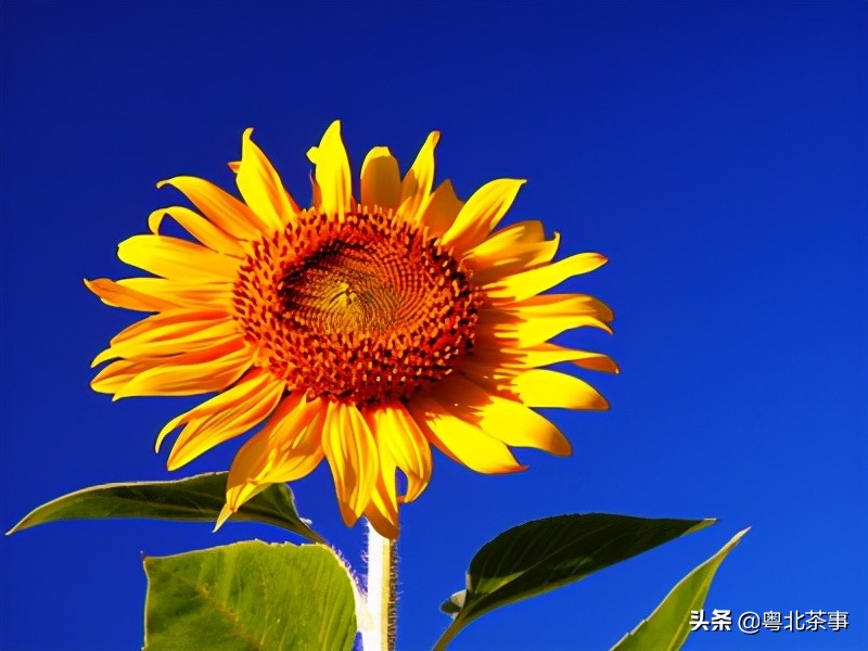 我26岁，不顾朋友劝阻奔现网友，结果被骗得身无分文后悔万分