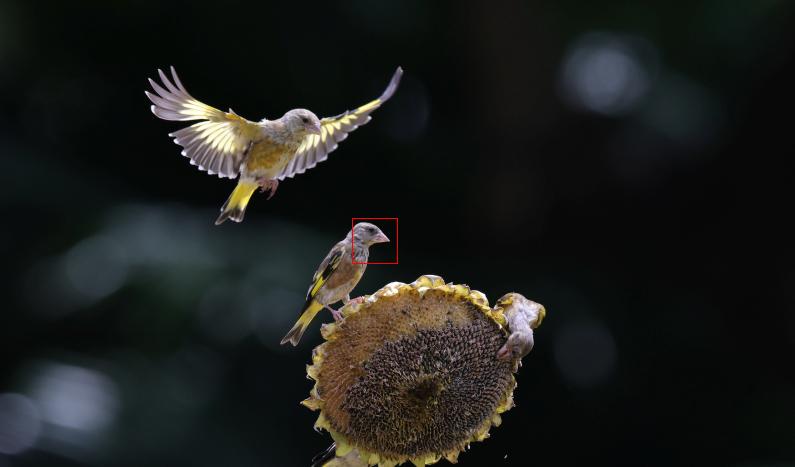 佳能eosr5弱光效果,佳能eosr5有没有曝光灯