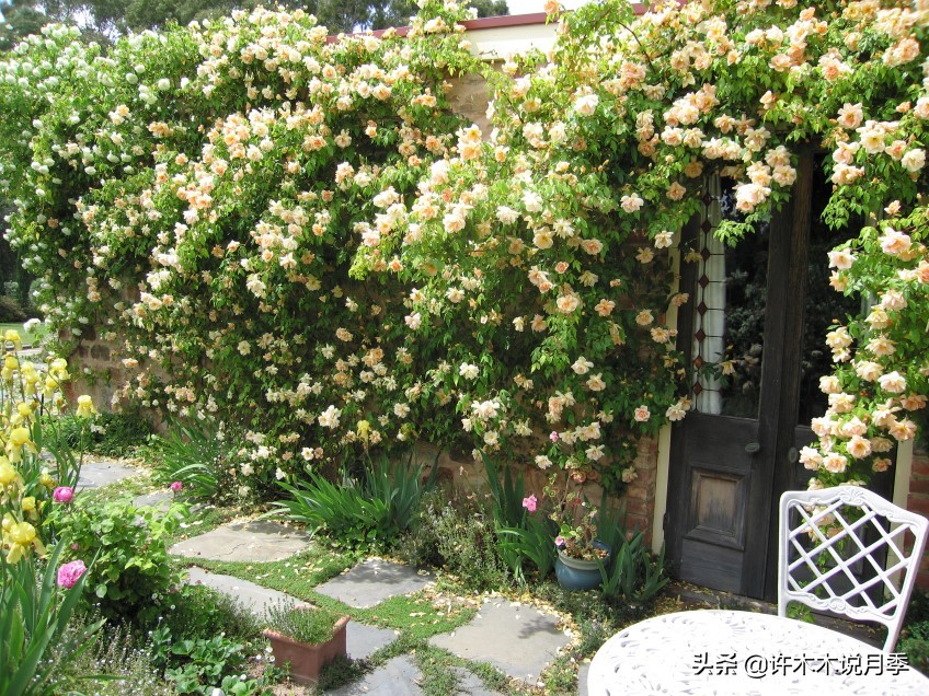 藤本月季蔷薇怎么养殖,藤本月季冬季不掉叶