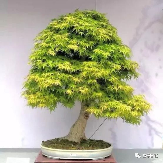 有哪些经典盆景树种,最值得收藏的六种盆景树种是哪些