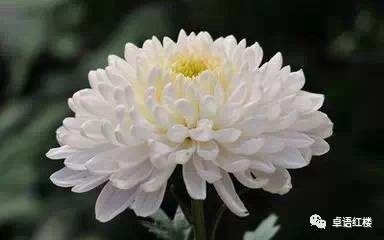 红楼梦群芳夜宴花语,红楼梦花语解读