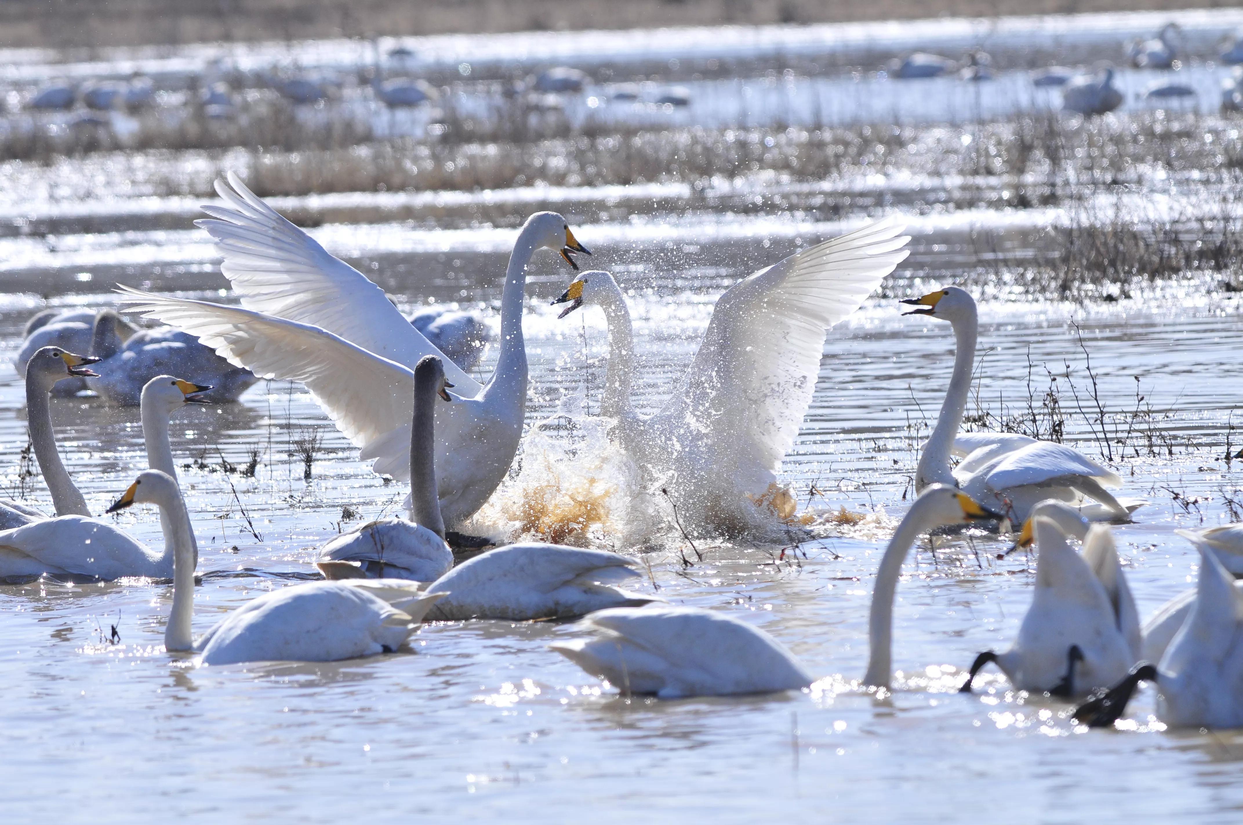 D300s+300F4拍摄/满意,趣解/天鹅斗:只动嘴不动手