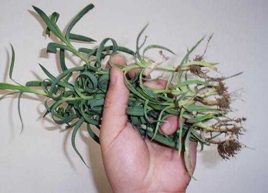 康乃馨如何繁殖和扦插图解,盆栽康乃馨扦插方法视频大全