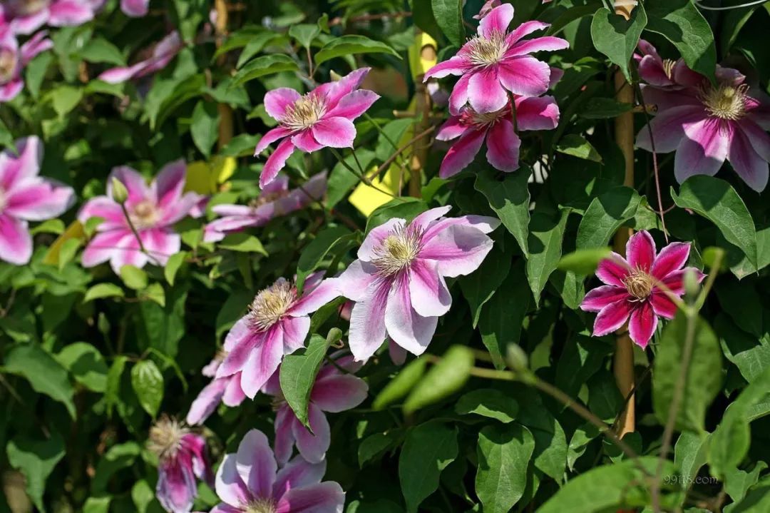 铁线莲病虫害及解决方法,铁线莲耷拉头是什么病虫害