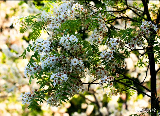 哪里种文冠果最好,文冠果怎么种