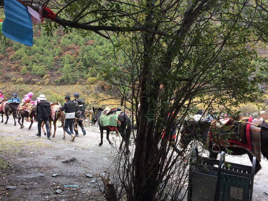 稻城亚丁景点人山人海,稻城亚丁无数人心中的诗与远方