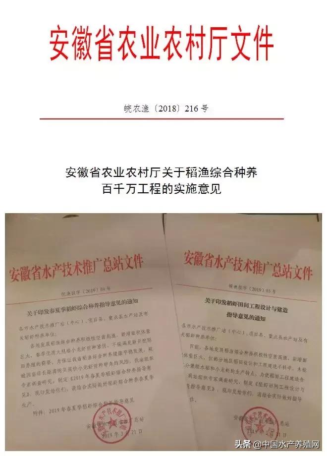 稻田养小龙虾很火，但你可能已触碰了红线，农业农村部已正式发文规定！想养好虾、赚大钱，要从哪些方面下手