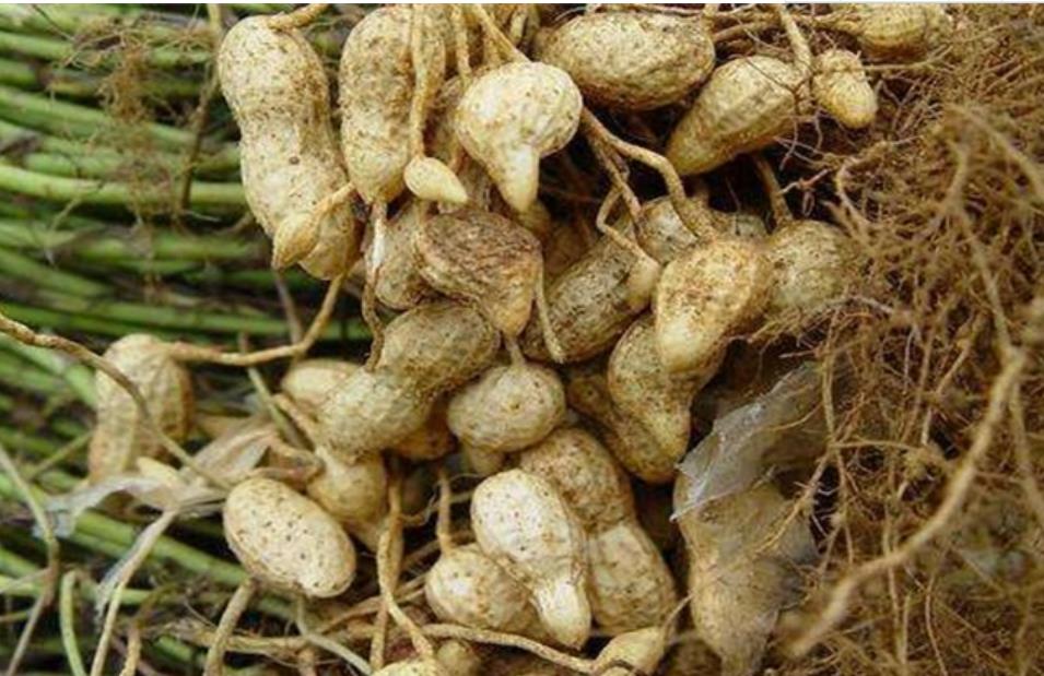 花生黄叶能打控旺药吗,花生黄叶可以用尿素吗