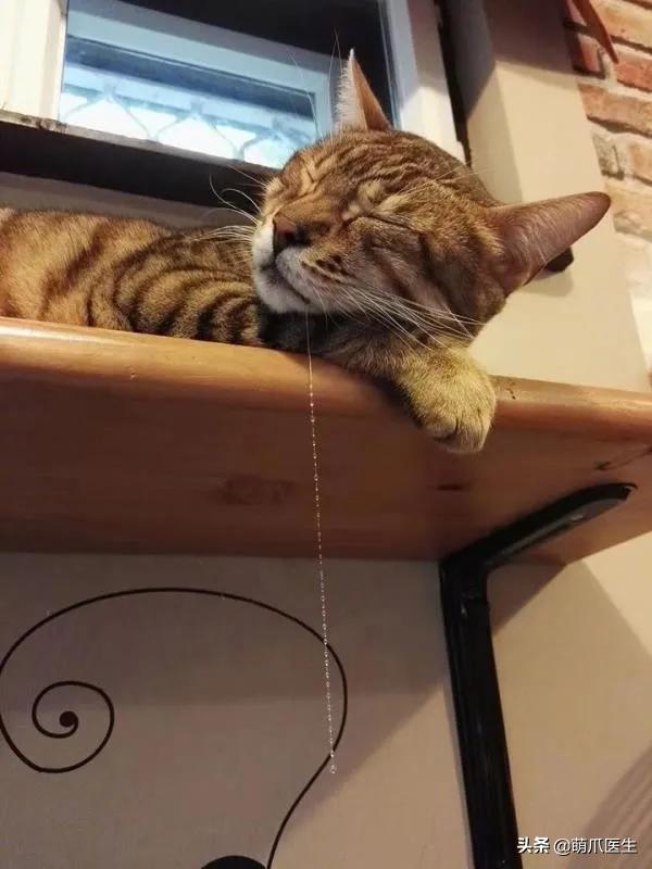 猫睡相太丑,因为猫样子丑所以被遗弃