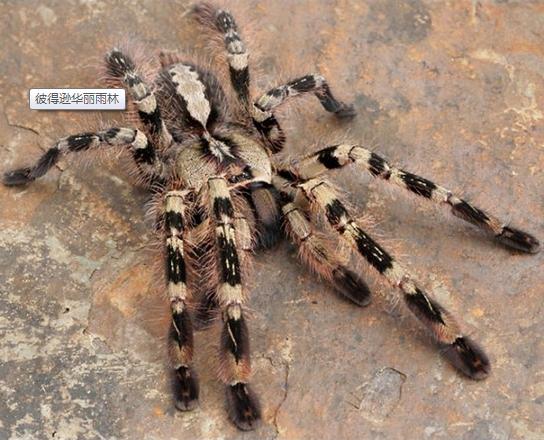 在野外奇形怪状的蜘蛛,各种宠物蜘蛛图片