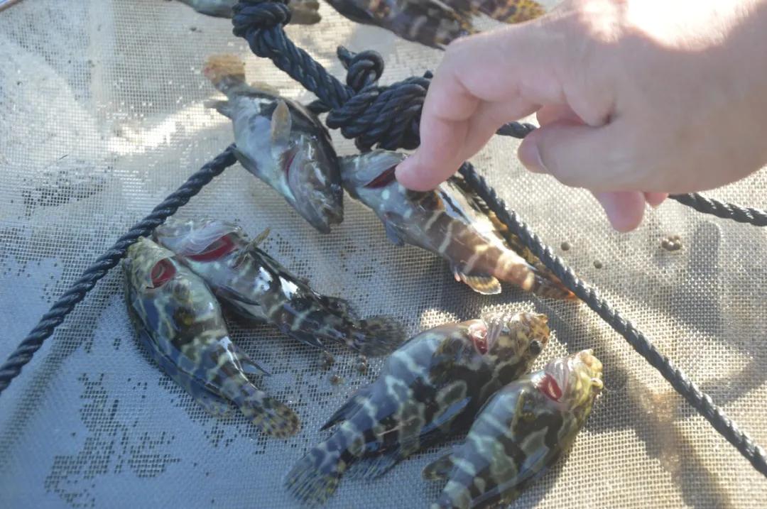 石斑鱼寄生虫类疾病防控技术,石斑鱼孢子虫最佳防治方法