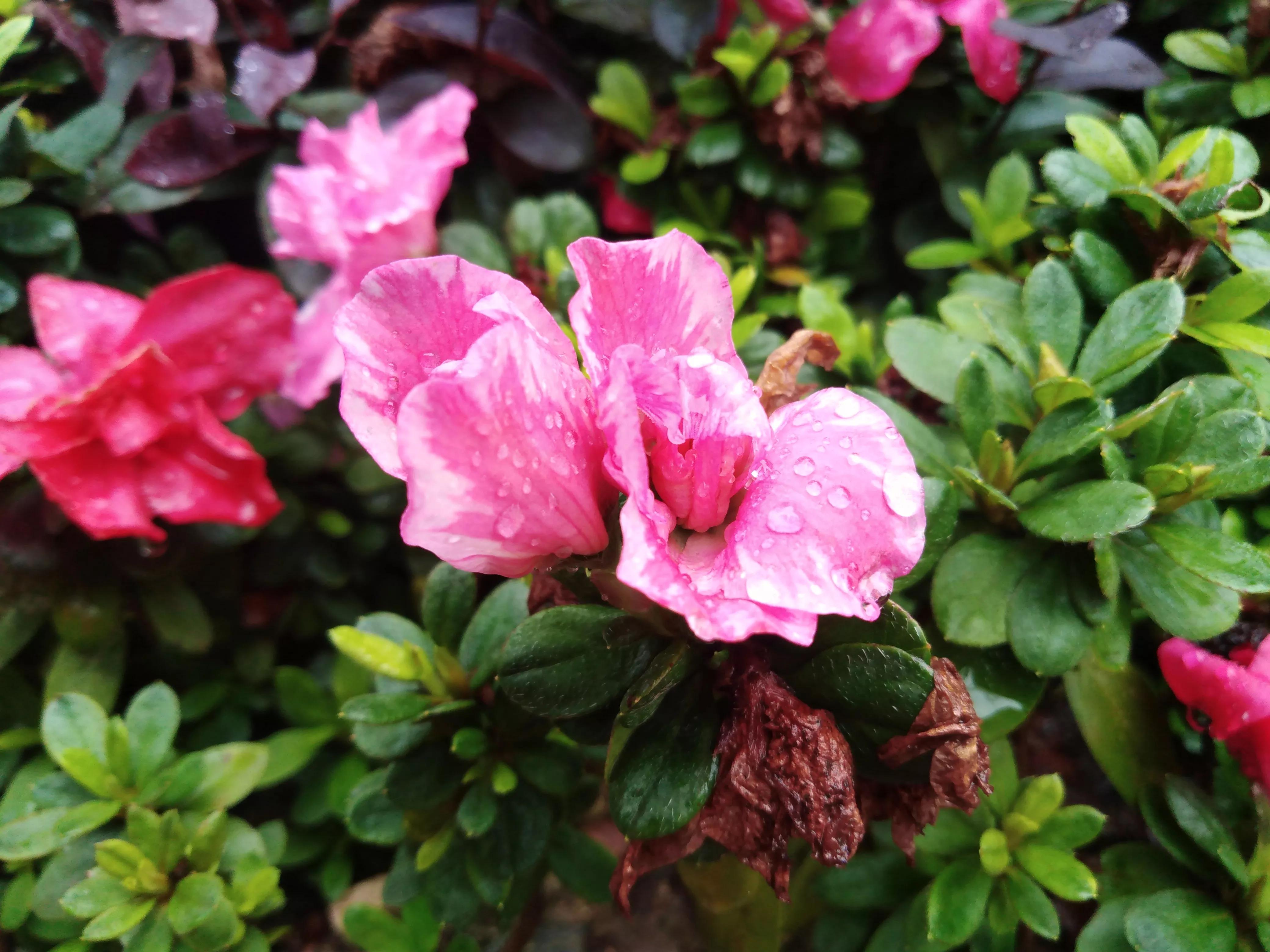 嘴长毛短浅含膘,嘴长毛短浅含膘是什么生肖