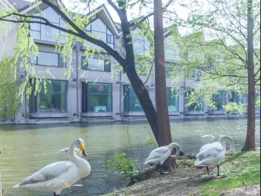 别墅机电大管家|北京紫玉山庄,城市中心的桃花源