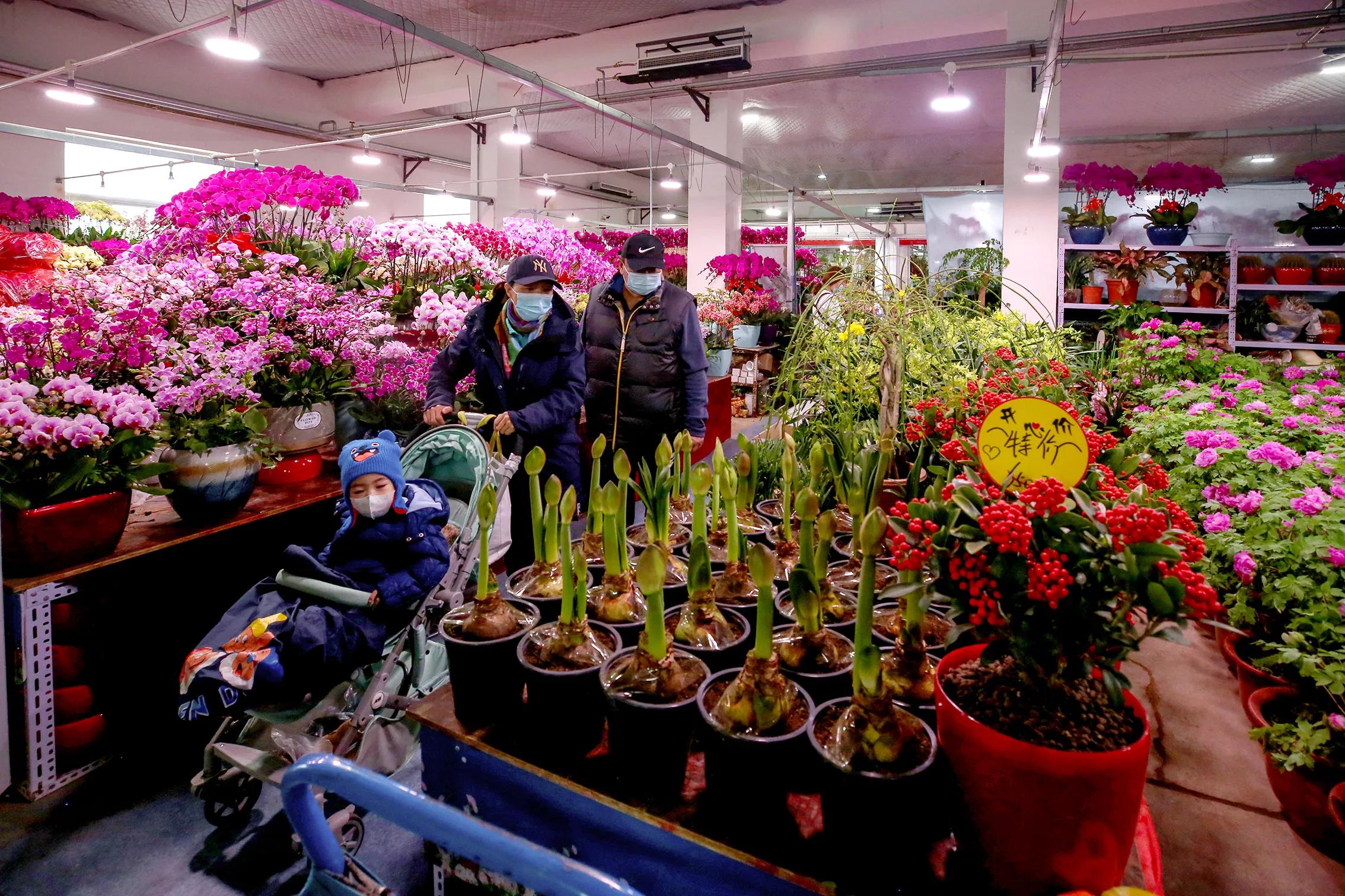 蝴蝶兰为什么是年宵花里最好卖的,蝴蝶兰和仙客来适合新手养殖么