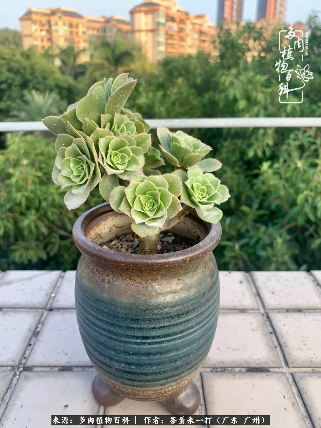 在冬日阳光下,记一个多肉小白的养肉历程