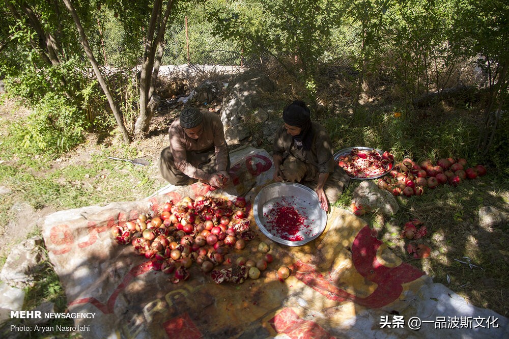 伊朗波斯石榴在哪里,伊朗石榴与波斯石榴