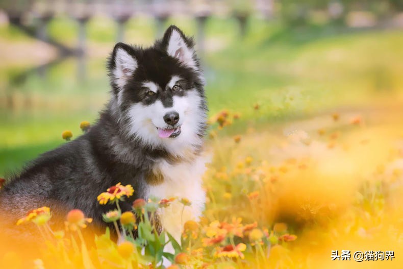 冬天狗狗冷怎么办,狗狗怕冷吗狗狗怕冷的表现有哪些