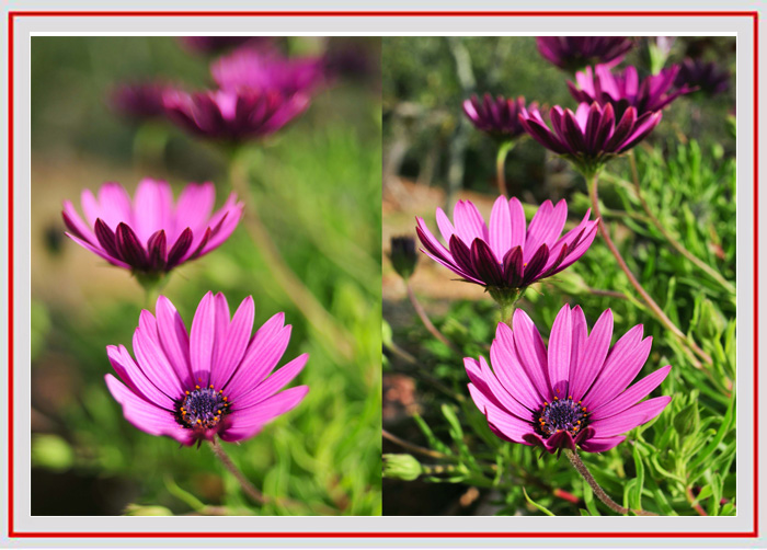拍摄花卉的景深有哪些方法,如何运用和控制花卉摄影的景深