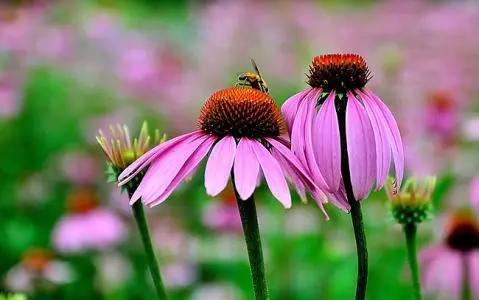 庭院植物搭配效果图,中式庭院景观植物搭配