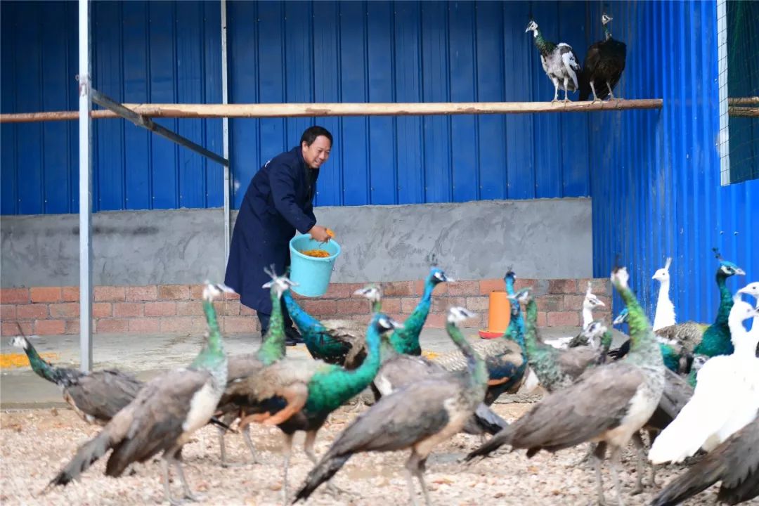 孔雀养殖场老孔雀,孔雀能吃稻谷吗