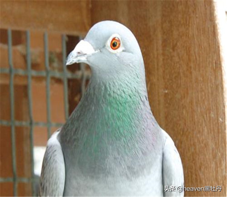 优秀赛鸽特征视频,优秀赛鸽翅膀特征图片