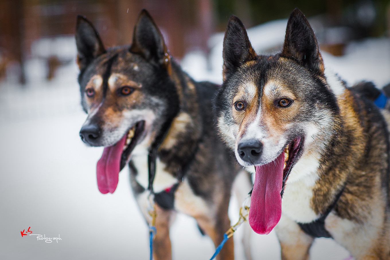 果小姐的日常,果小姐的慢生活