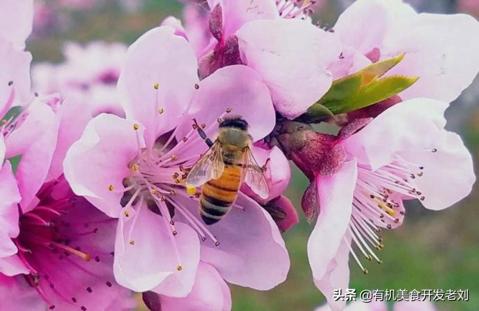 知乎有个小院，种点什么树好哪