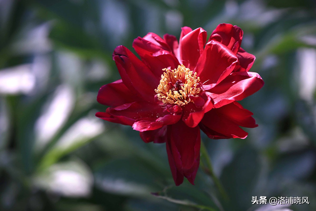 大院绿化的回忆——顺便看看院里的芍药定个究竟有多少种？