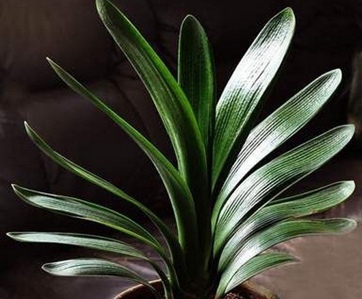 君子兰叶子长不出来了,君子兰叶子下垂是什么原因