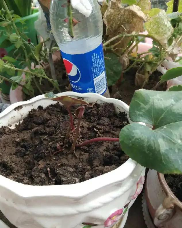 夏天种花不浇水的小窍门,哪十种花夏季少浇水