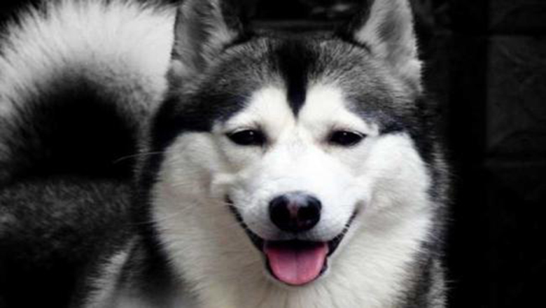 挑选哈士奇性格,挑选哈士奇幼犬技巧