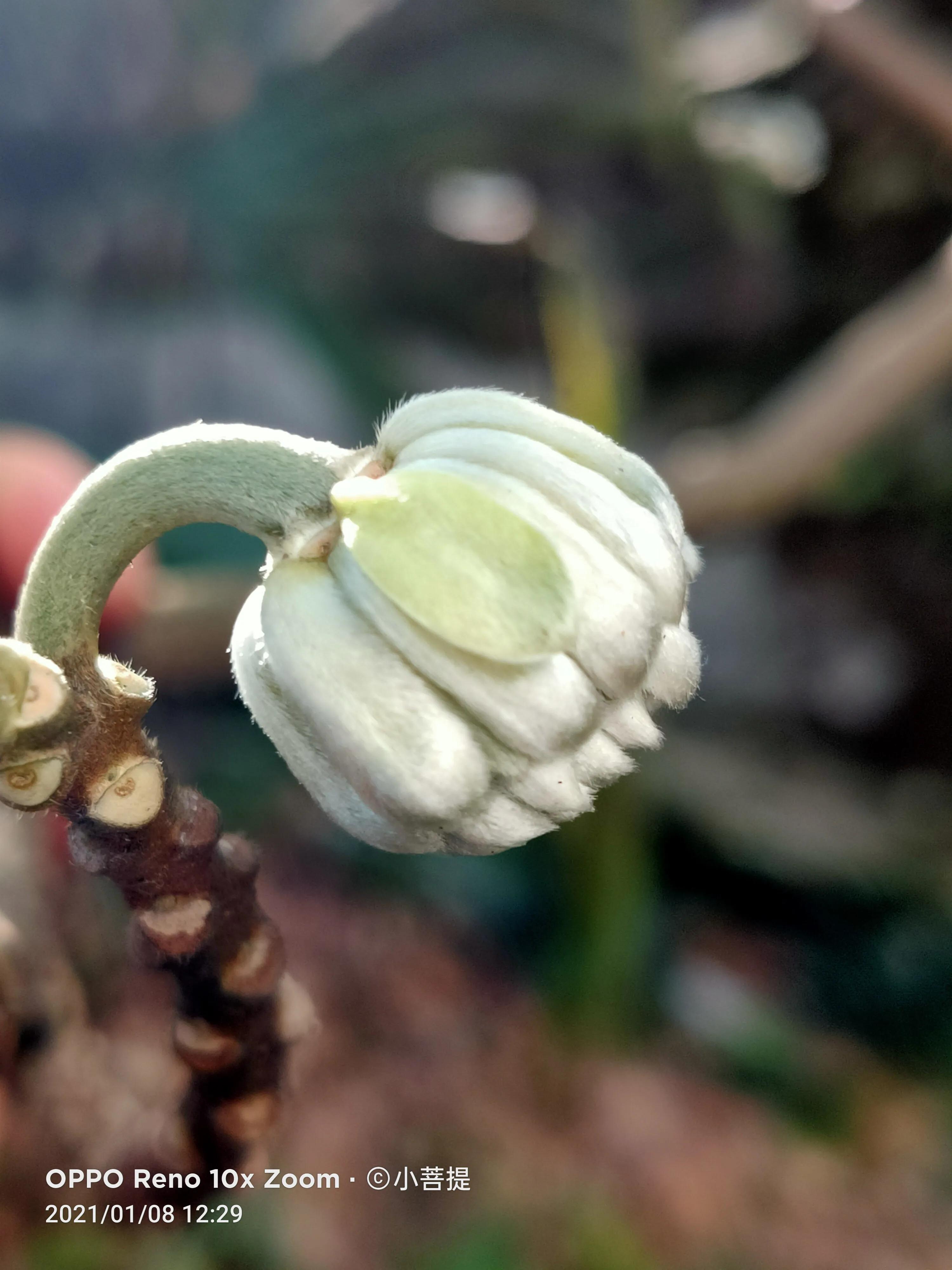 这就是爱情树，若在枝上打两个同向的结，就能得到甜蜜爱情和幸福