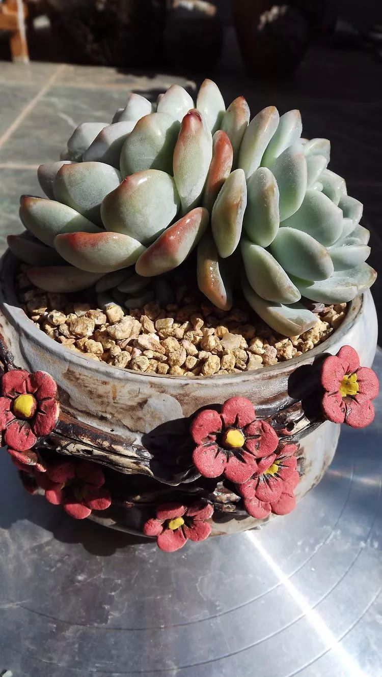 爱机车,爱多肉,宝妈花姐的诗和远方